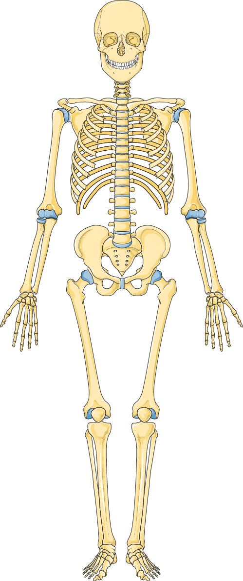 Skeleton